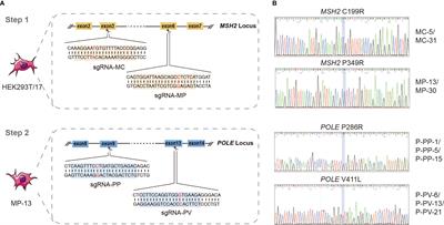 Development of a Novel Reference Material for Tumor Mutational Burden Measurement Based on CRISPR/Cas9 Technology